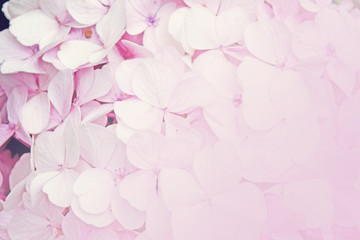Floral background pink hydrangea flowers (soft color style)