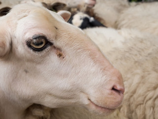 close-up of a sheep's head