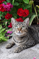tabby cat sitting on the porch near a flowering bush with red roses