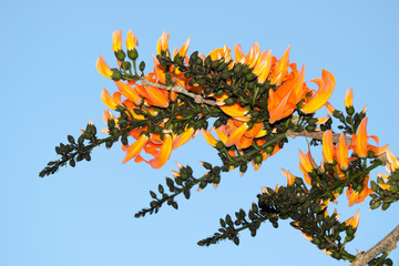 Bastard Teak or Bastard Teak - Orange flowers Nature on blue sky