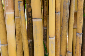 Giant Thorny Bamboo - Yellow gold trunk bamboo