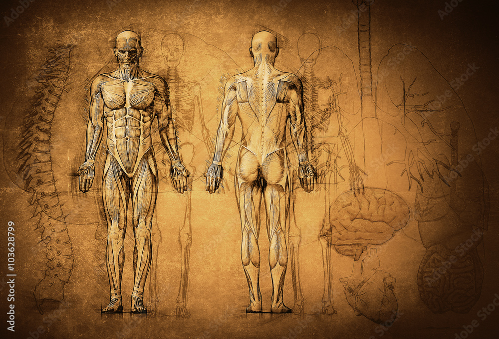 Wall mural human anatomy drawing, old, canvas