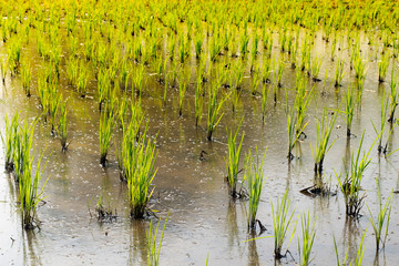 Green rice sapling in cornfield - Agriculture in Thailand