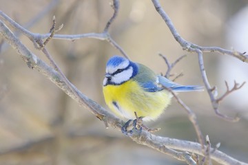 Fototapeta premium Blue Tit (Cyanistes caeruleus or Parus caeruleus)