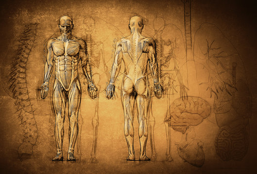 human anatomy drawing, old, canvas