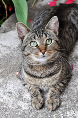 tabby cat potrait with green eyes