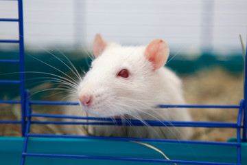 Obraz premium Cute pet rat