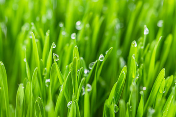 Fototapeta na wymiar Soft Background with Dew on Grass