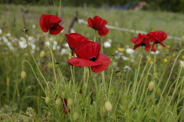 Klatschmohn (Papaver rhoeas),  auch Mohnblume oder Klatschrose genannt, Wiesenmohn mit roten Blüten