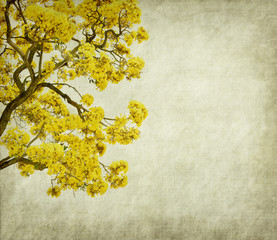 Tabebuia chrysotricha yellow flowers blossom in spring on old pa