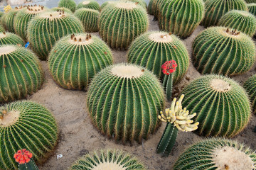 cactus close up