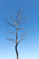 Leafless tree on blue sky in Autumn
