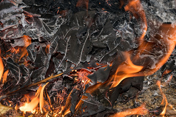 Close up The flame is burning dry leaves