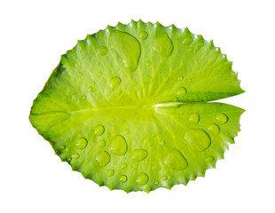 Obraz na płótnie Canvas green leaf water lily