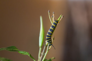 Caterpillar on Branch