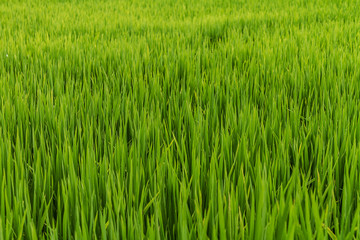 green rice field