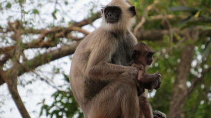 A small family of monkeys