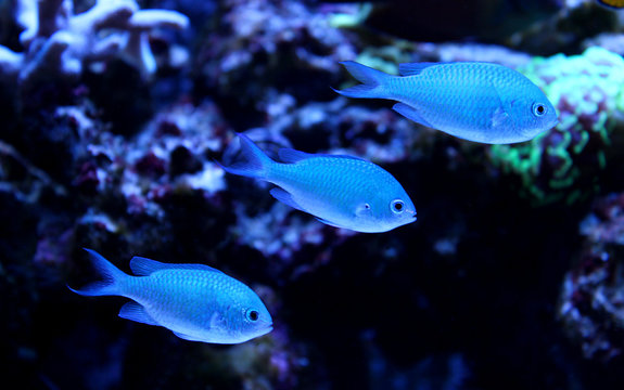 Group of Blue Chromis (Chromis atripectoralis)  