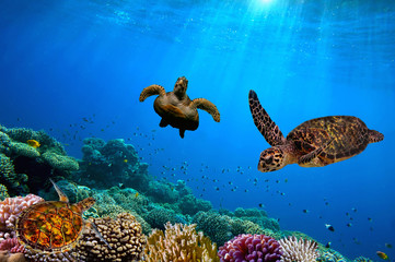 Turtle underwater - obrazy, fototapety, plakaty