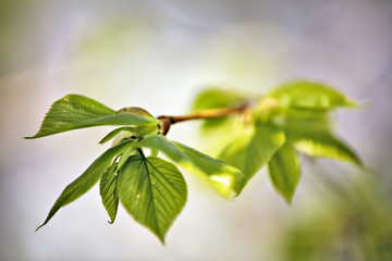 Spring foliage. Young green leaves.