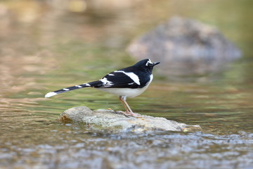 Black-Backed Forktail