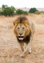 Male lion walking towards to the photographer, Masai Mara, Kenya, Africa