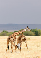 Two male of giraffe fighting, Masai Mara, Kenya, Africa