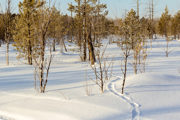 Frosty winter morning