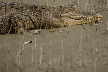 gigantic salted water crocodile caught in mangroves of Sundarbans/gigantic salted water crocodile caught in mangroves of Sundarbans