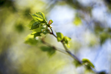 Spring foliage. Young green leaves.