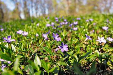 Spring flowers. Young green leaves and flowers.