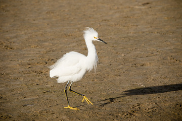 Snowy Egret