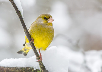 Greenfinch