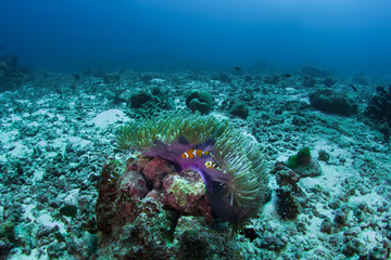 Family of clownfishes in the besutiful anemone  on the seabad of Andamand sea.