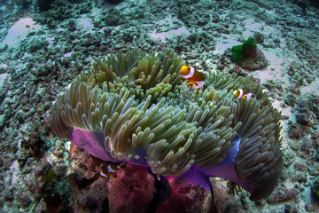 Naklejka na ściany i meble Family of clown fishes in beautiful anemon on the seabed of Thialand