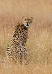 Cheetah sitting in the yellow grass, looking at the lens, Masai Mara, Kenya, Africa