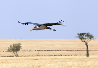 Marabu stork flying over yellow plains of Masai Mara, Kenya, Africa