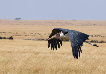 Marabu stork flying over yellow plains of Masai Mara, Kenya, Africa