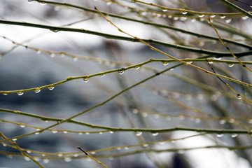 Dew Drops on Branch