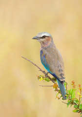 Lilac breasted roller on the branch with green leaves, clean background, Masai Mara, Kenya, Africa