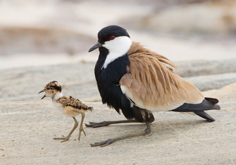 Blacksmith lapwing with chick on the rock, with clean background, Kenya, Africa