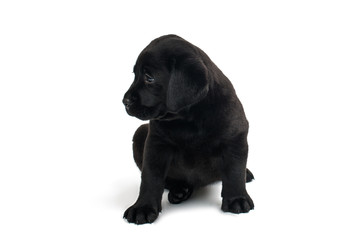 Puppy Black Labrador