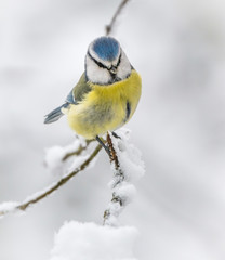 Blue tit