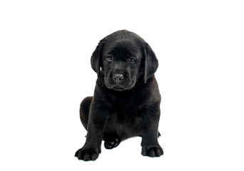 Puppy Black Labrador