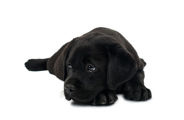 Puppy Black Labrador