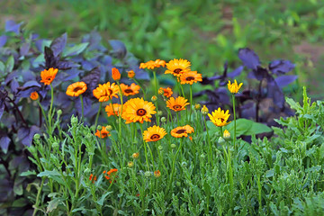 Medical calendula flowers orange and yellow