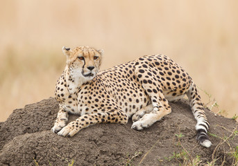 Cheetah lying on the ground, clean yellow background, Masai Mara, Kenya, Africa