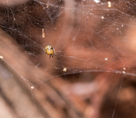 yellow spider