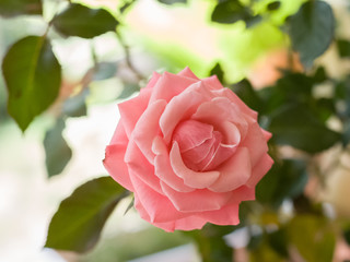Close up pink rose