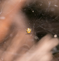 yellow spider